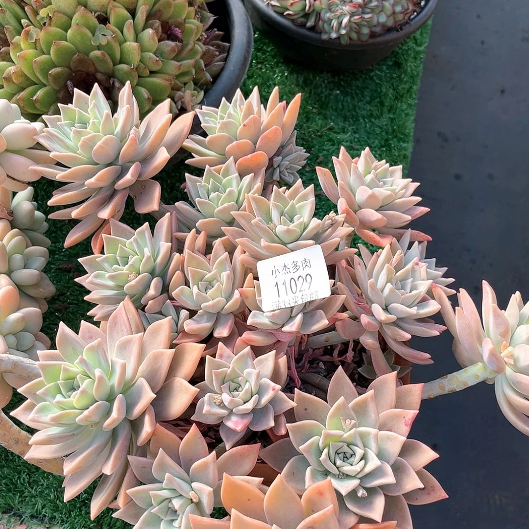 红粉月群生11029