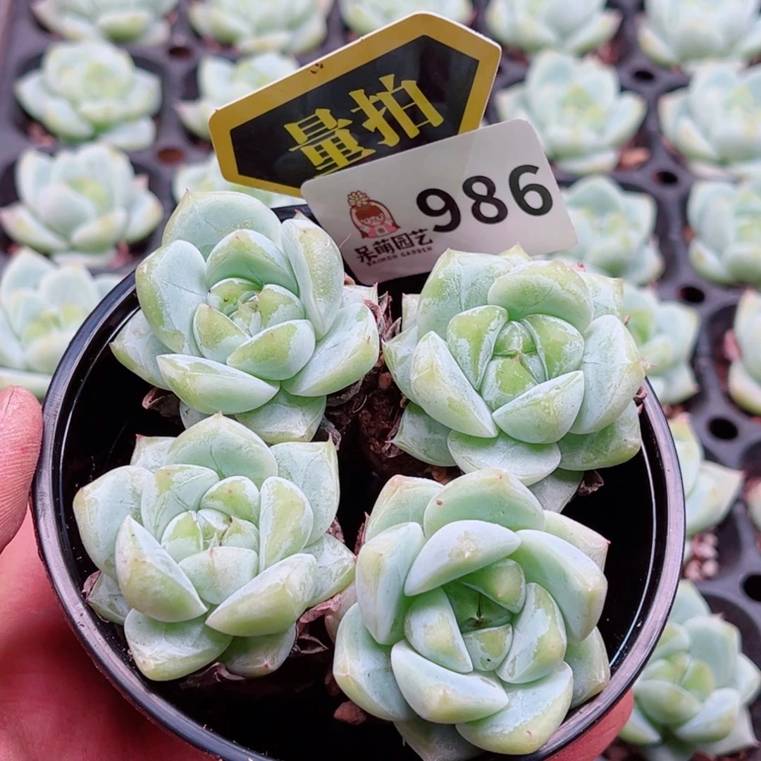 多肉植物多肉植物