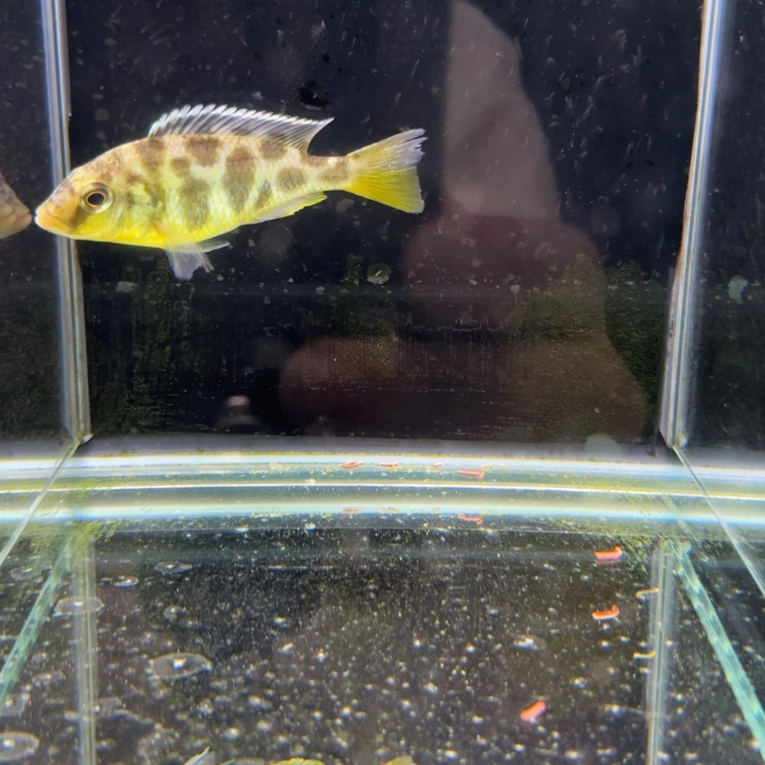 慈鲷1623维纳斯。