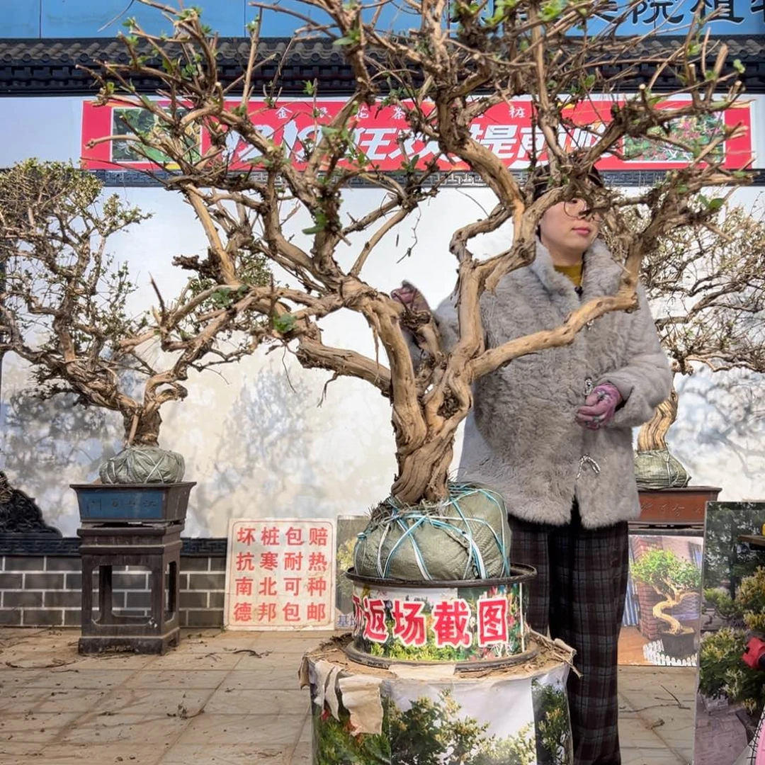 无花朵金银花80800