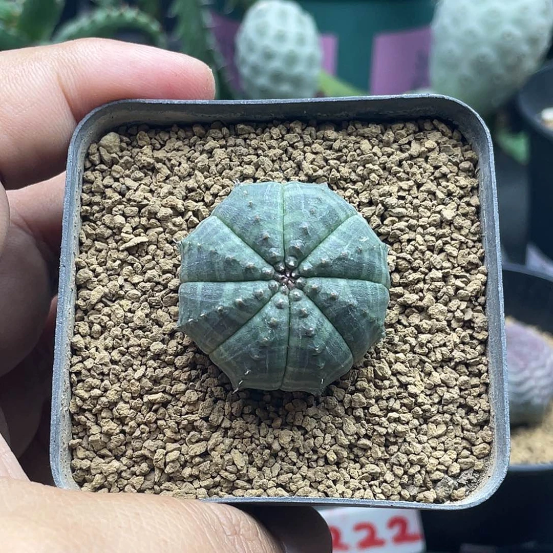 龟背欧系布纹球仙人球