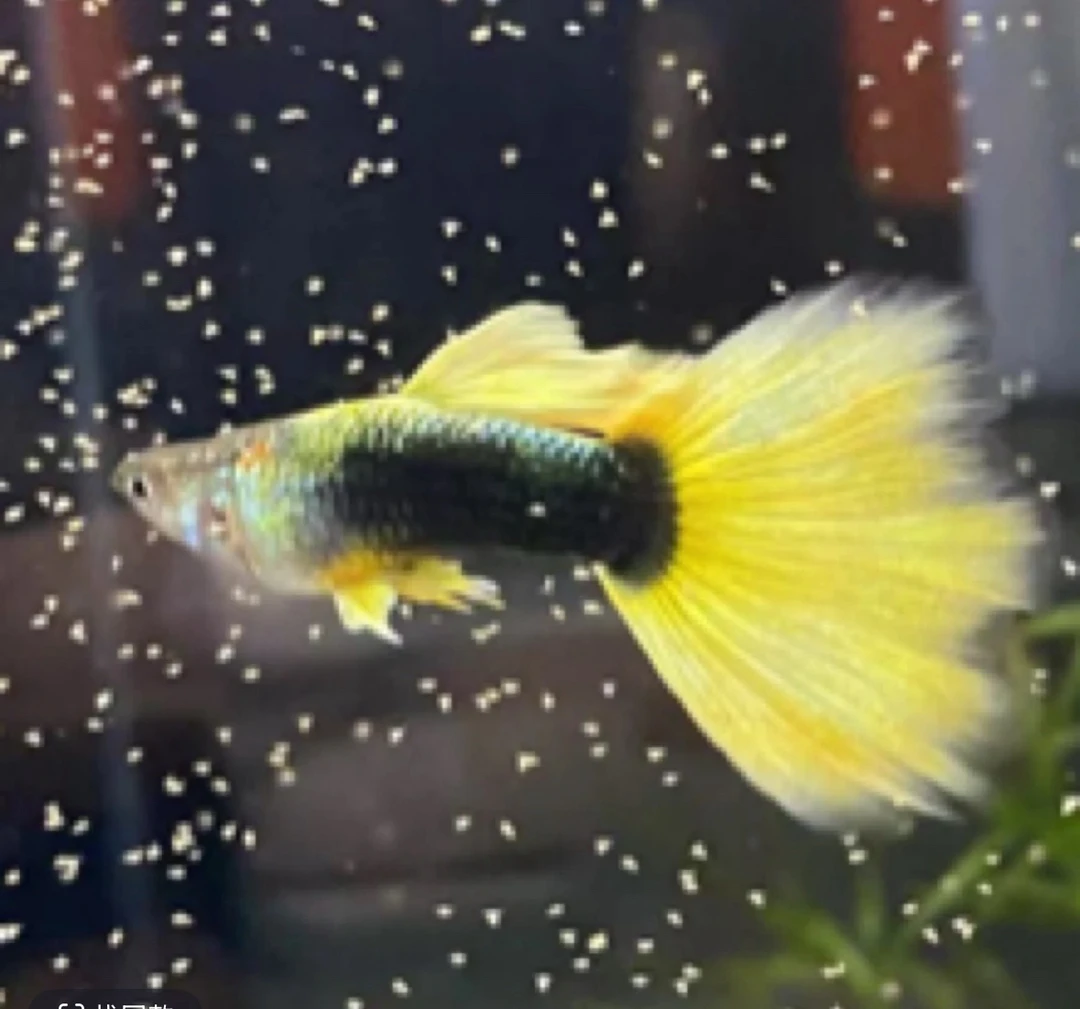 满麟黄礼服4对8条（6条送2条备损）