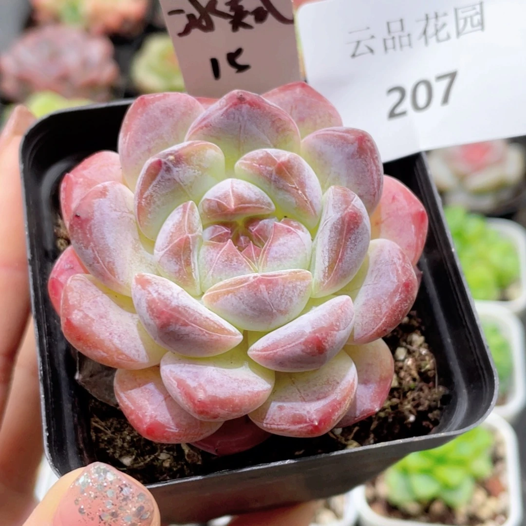 207号糖心冰心珍妮 冰美式
