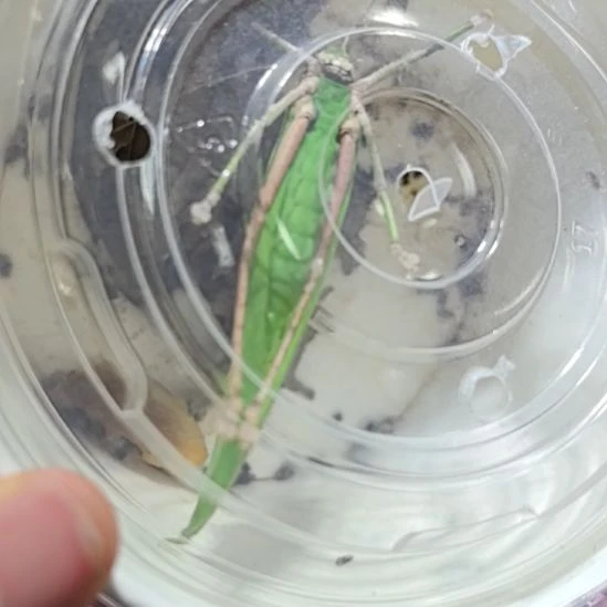 蟋蟀海南素背全品一条