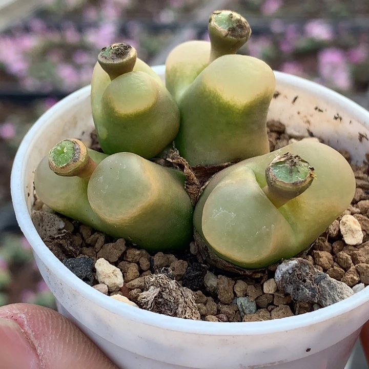 精品多肉植物精品多肉