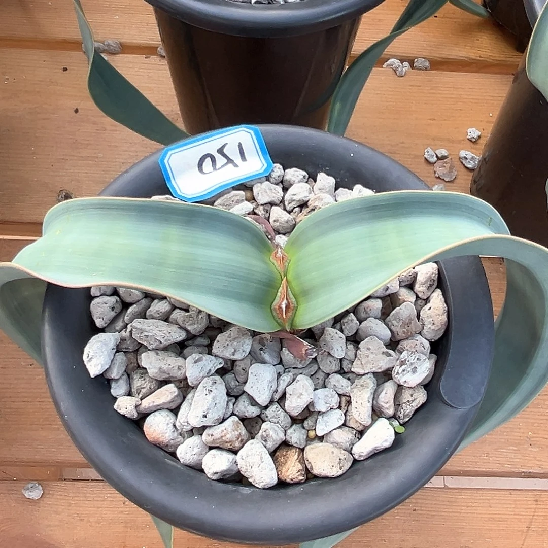 潮流植物百岁兰，宽叶，150