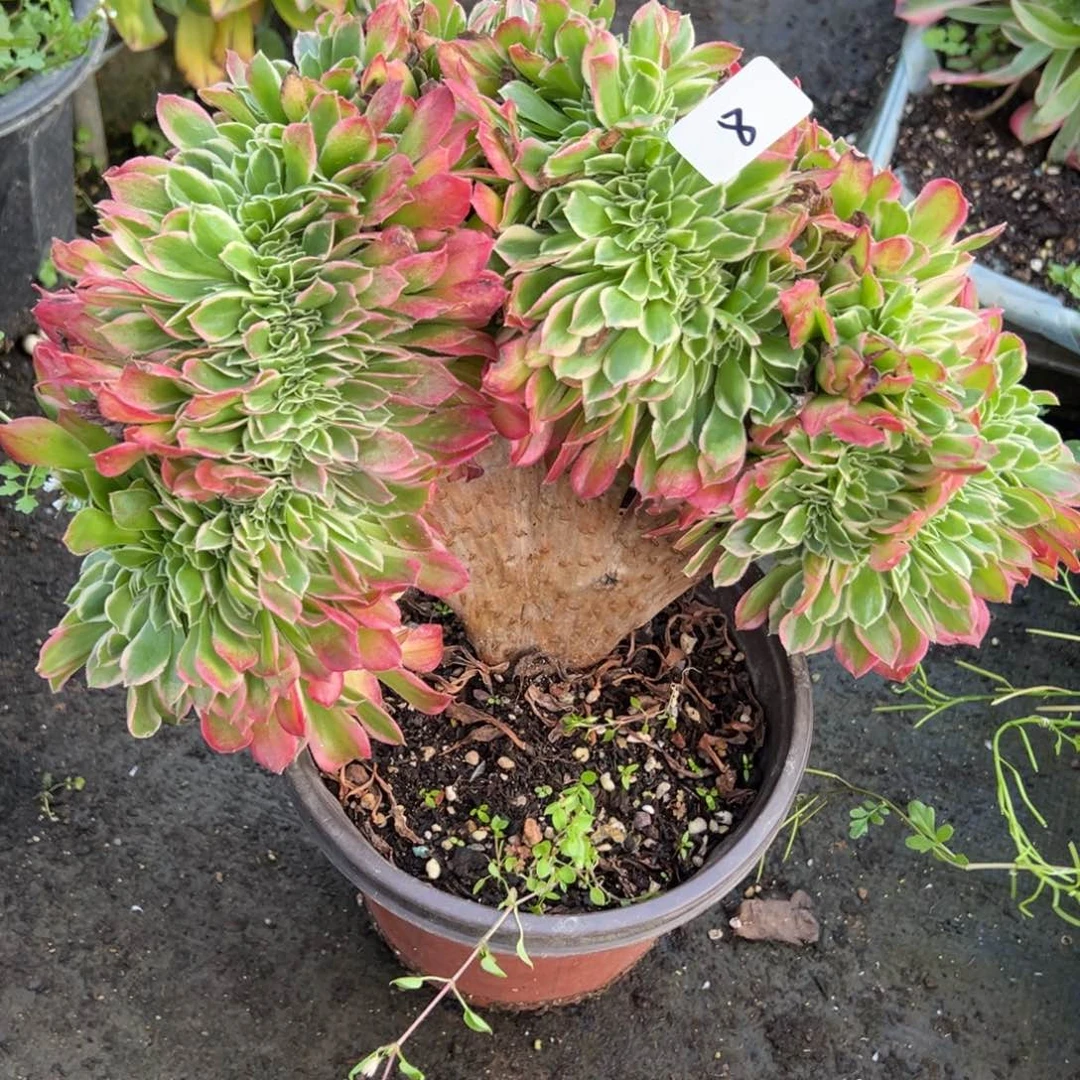 8白凤缀多肉椅子多肉