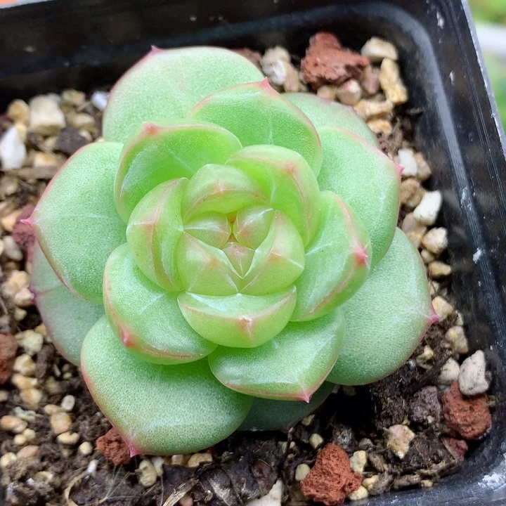 58包邮  群生不包整33