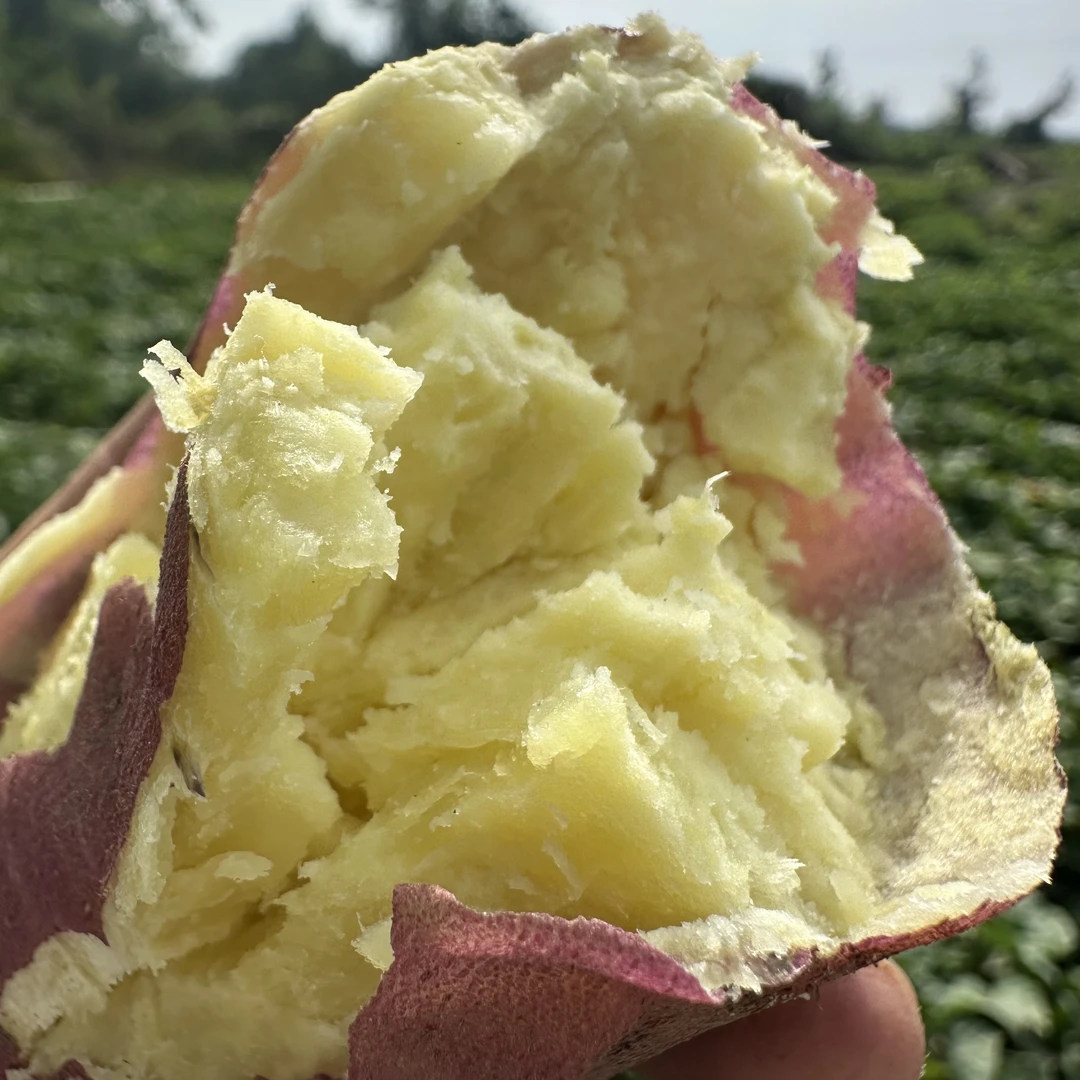 原产地正宗桥头富硒地瓜板栗红薯沙地番薯香甜粉糯小农户自家种植