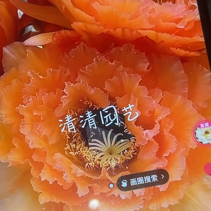 清清果冻橙根仙人球