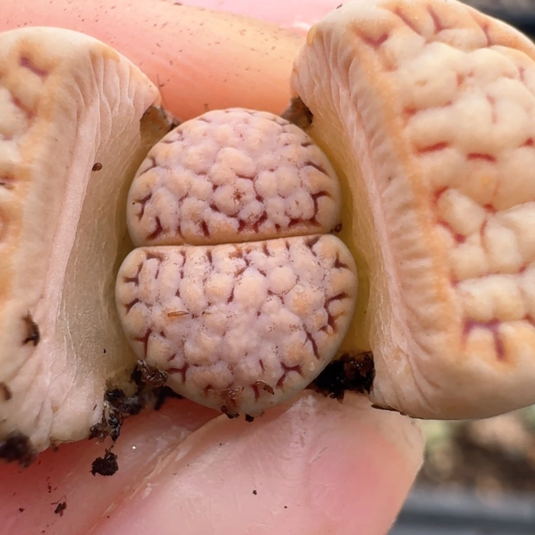 20金边饼干000000