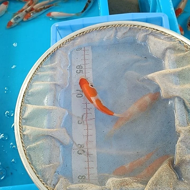 海水顺丰快递，邮费到付，