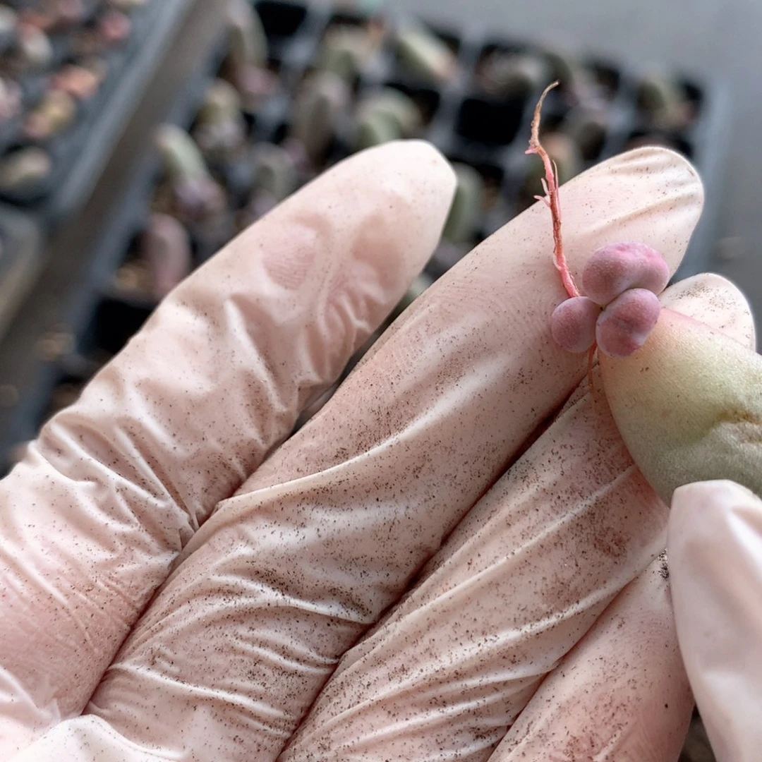 米可奶酪多肉米可奶酪