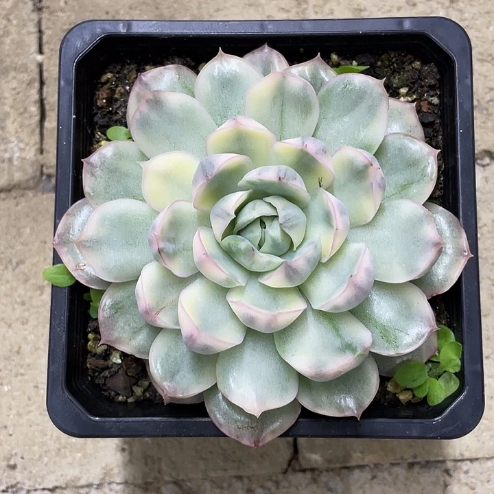 草莓蛋糕锦一物一拍锦龙