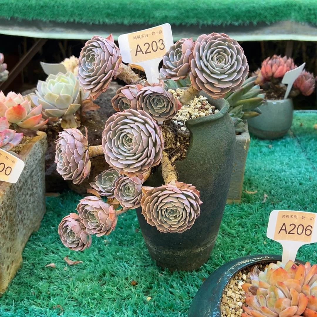 天赐飘枝，，，，，，，，，，