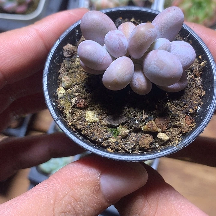 拇指杯双头奶一物一拍