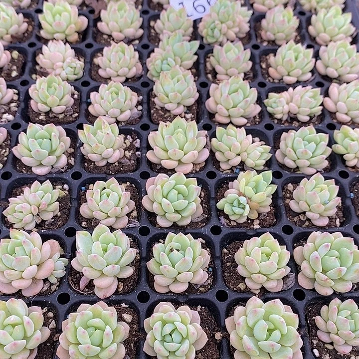 166 多肉植物盆栽花卉植物