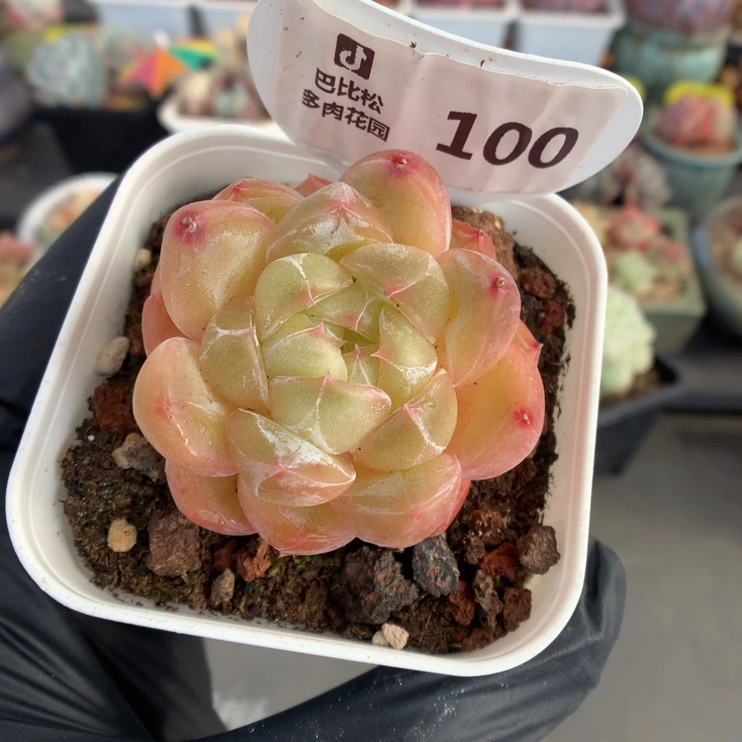 100 钻石珍妮多肉