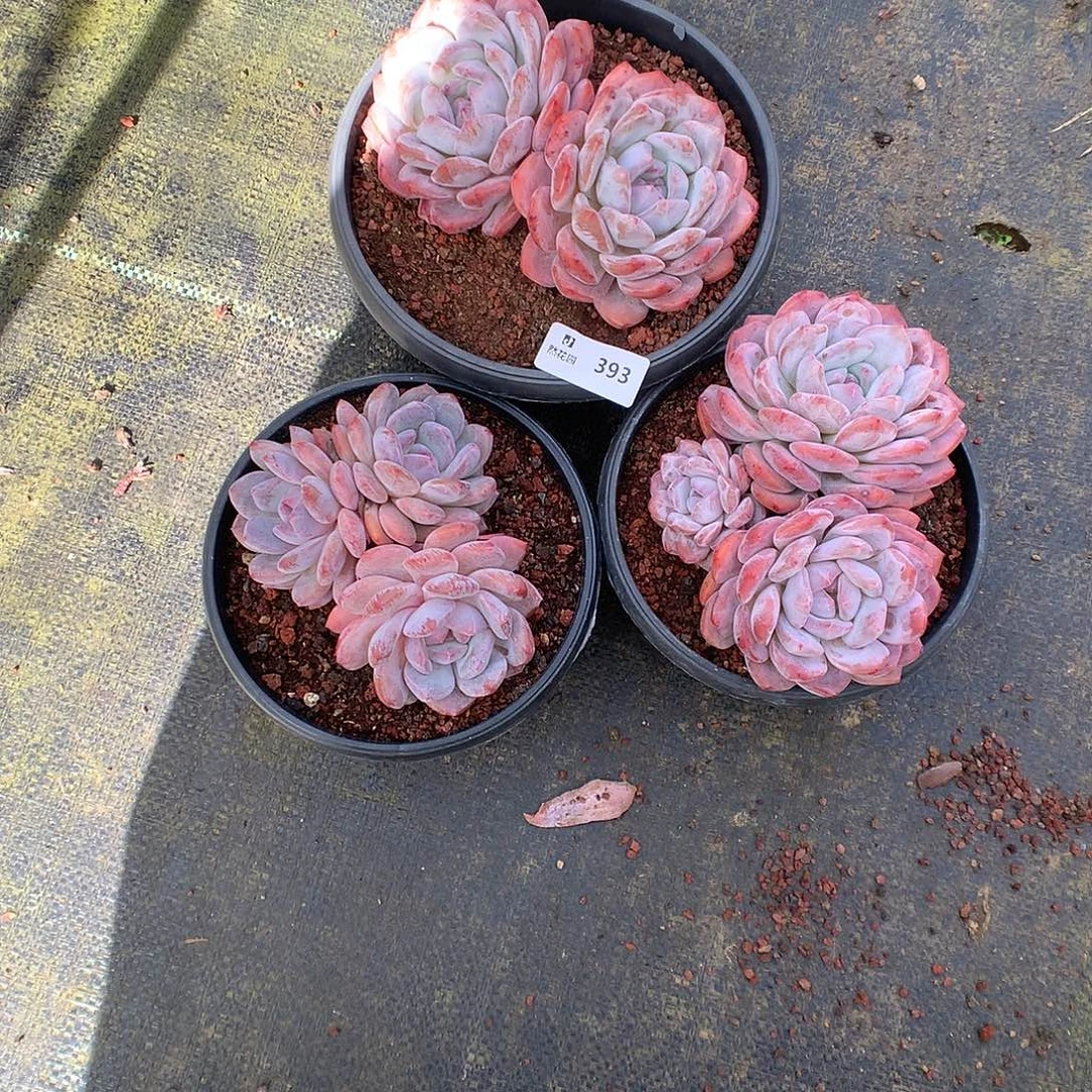 桔***柚393梦露3颗多肉植物666