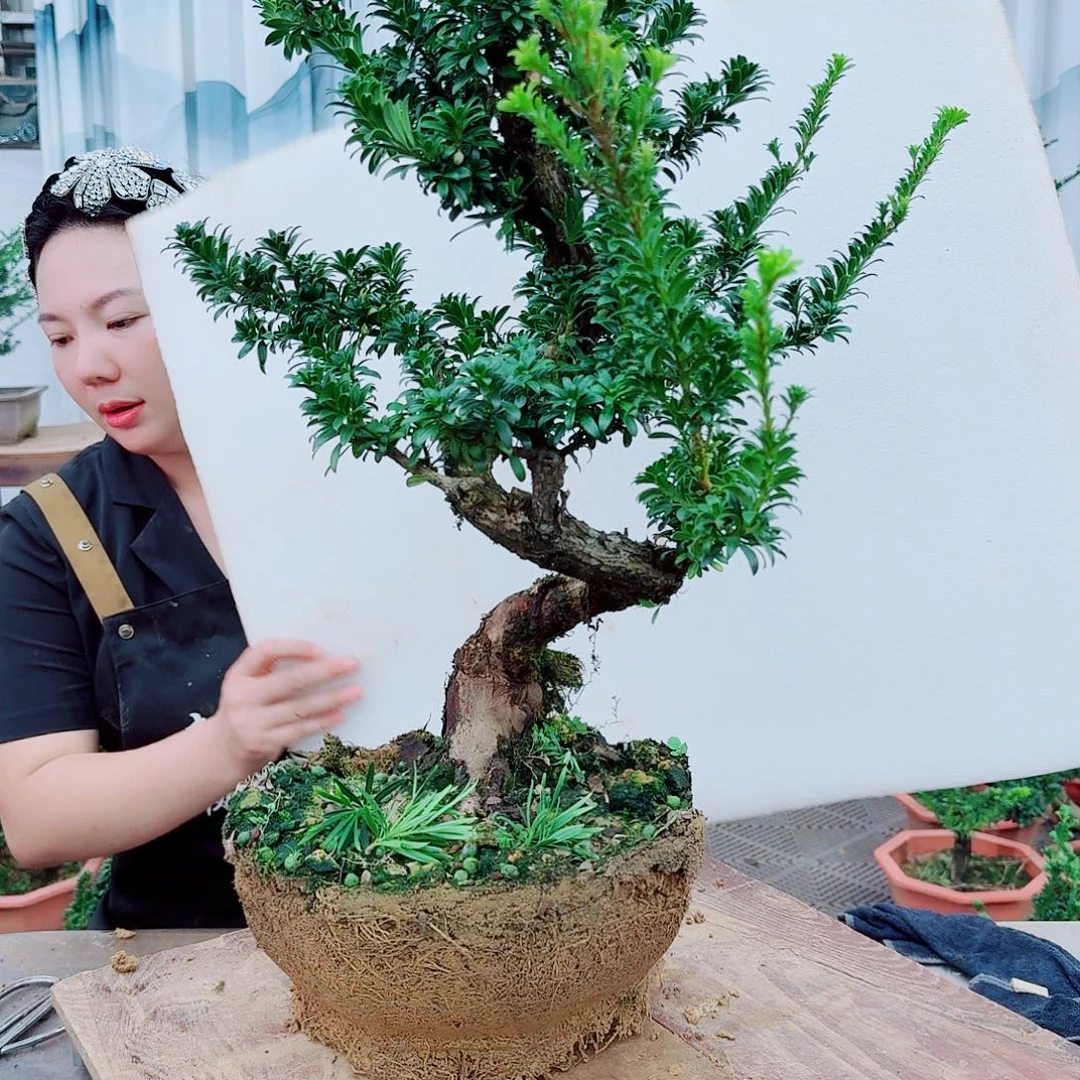 无花朵罗汉松一物一拍888