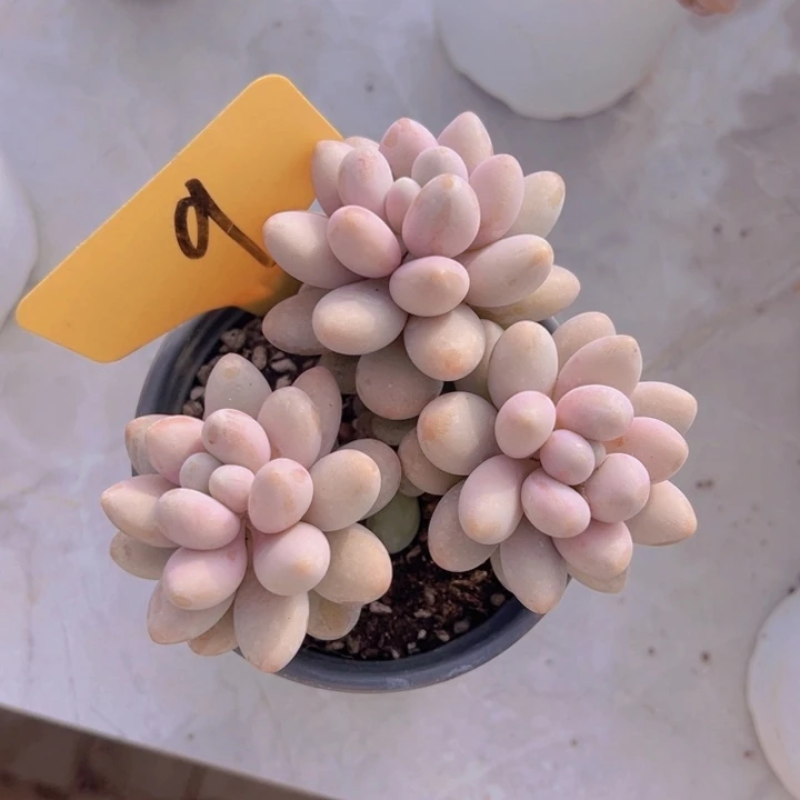 健健康康平平安安