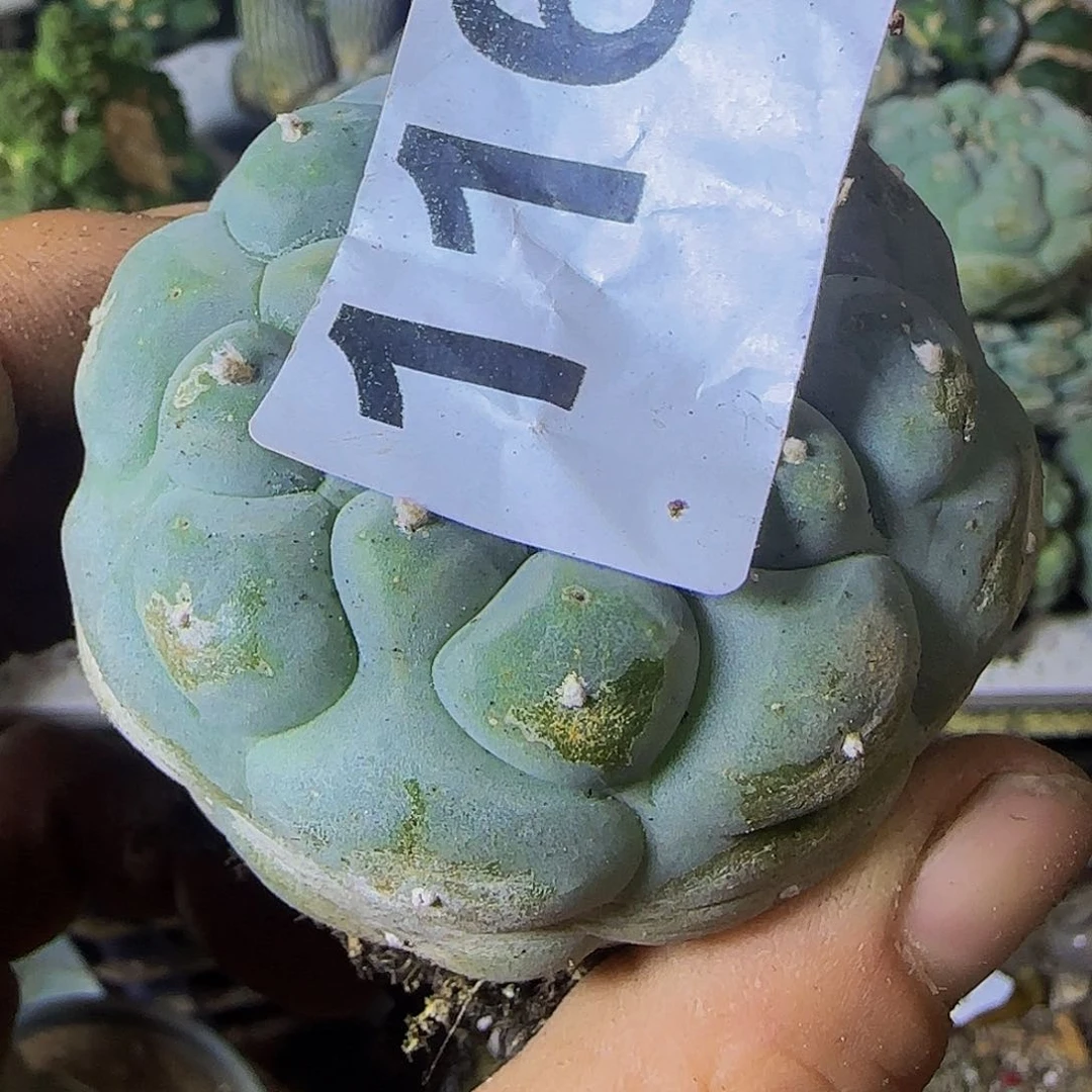 用***3特白肌116萝卜根的