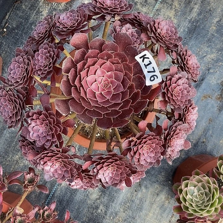 176黑铜壶555555555