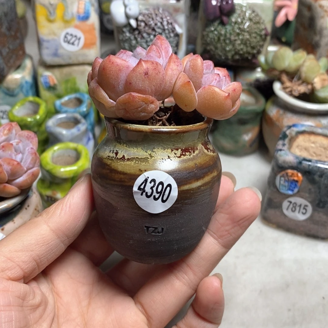 拍5送一个小礼物不含多肉，口3左右