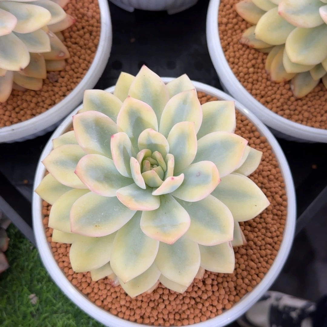 大单头橙子宽锦多肉植物780