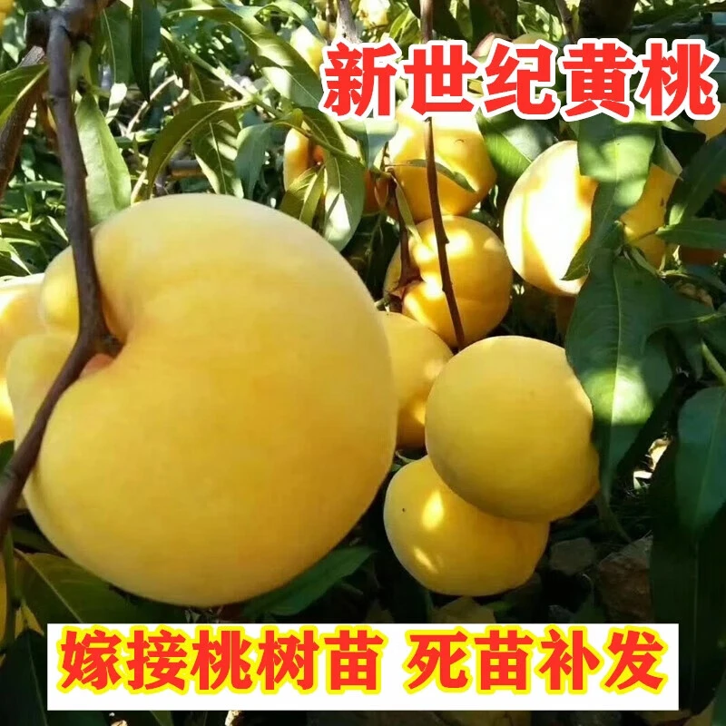 新世纪黄桃树苗盆栽地栽中秋黄金脆果树苗南方北方种植仲秋黄桃苗