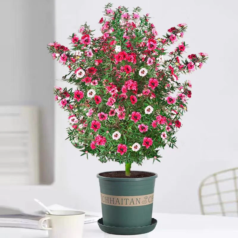 【澳洲松红梅】盆栽带花苞四季开花阳台窗台庭院绿植花卉室内好养