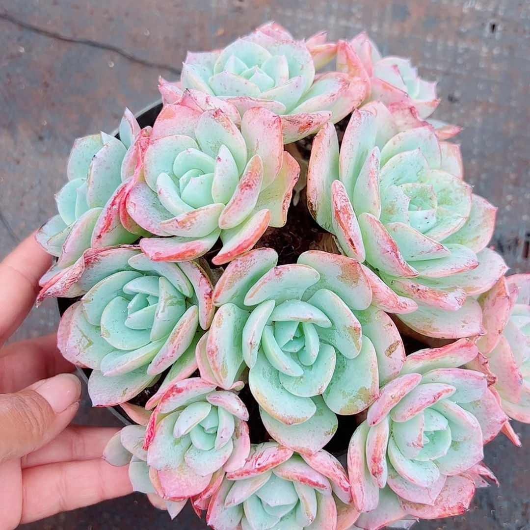 凤杂老桩，一物一拍
