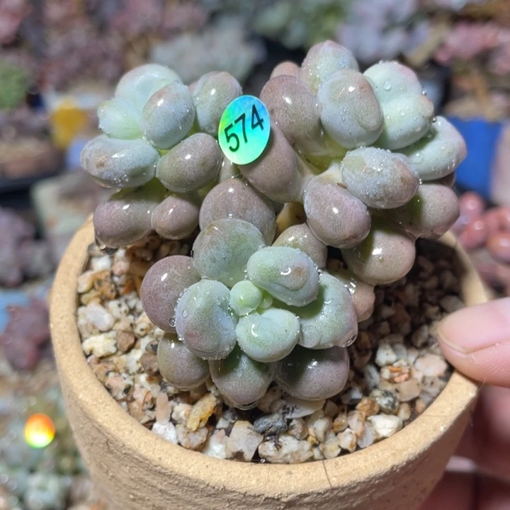桃花奶酪变异多肉植物