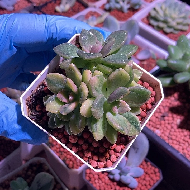 冬美人锦多肉植物