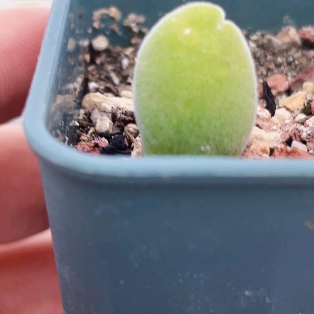 宝辉植物一物一拍