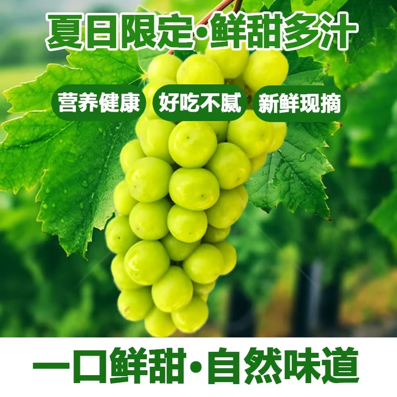 【顺丰发货】5斤装精品大果农园自种新鲜阳光玫瑰脆甜无籽当季现摘