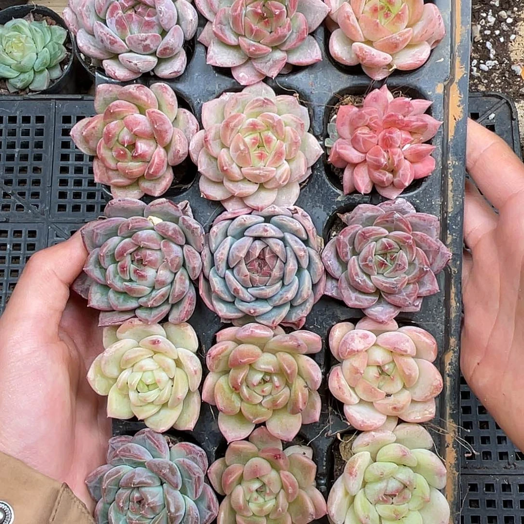 多肉一物一拍28-27