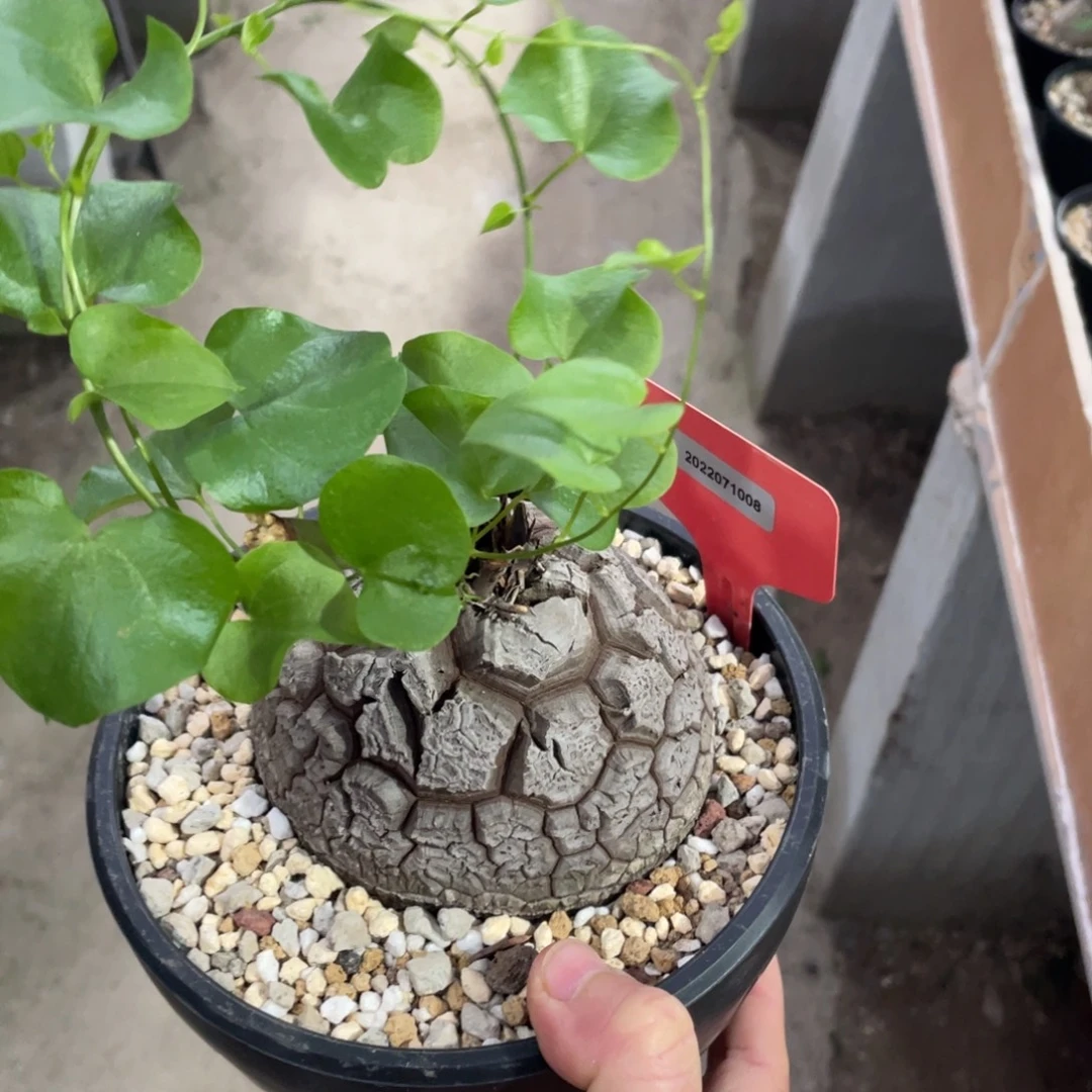 盆栽，龟甲龙9.5公分，块根植物