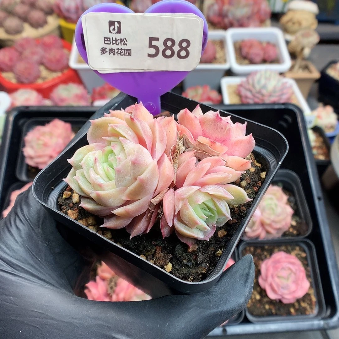 白*琛588昂斯诺石化多肉