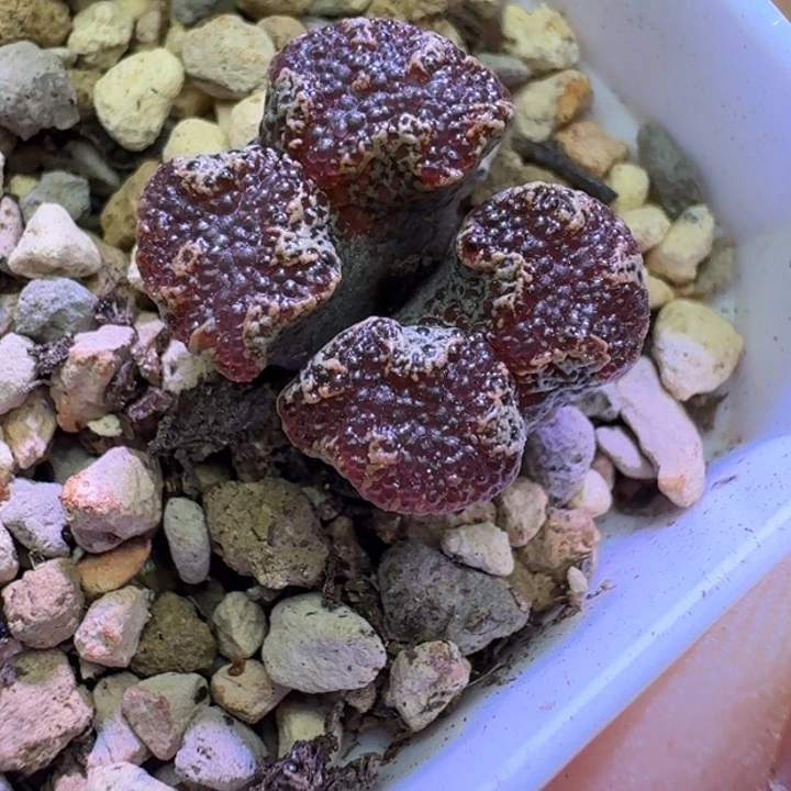 38号双头超蝶一物一拍