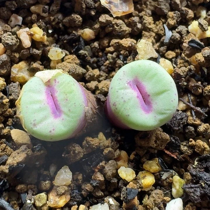 老马生石花p嘴2404