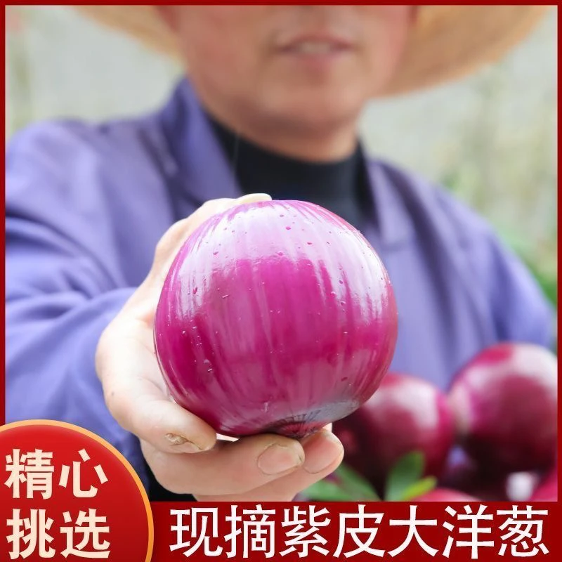 河南新鲜采摘蔬菜紫皮洋葱好吃坏烂包赔