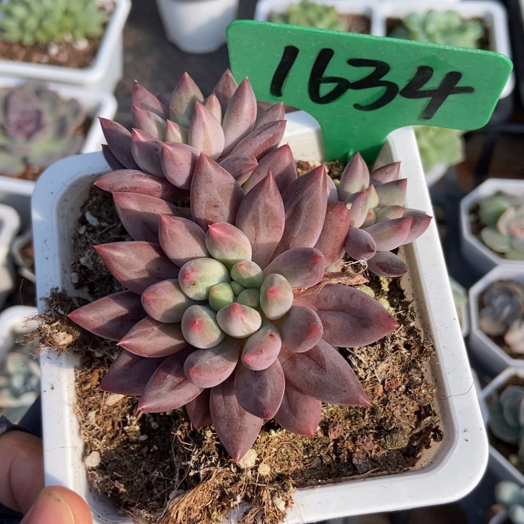 1634车厘子多肉植物