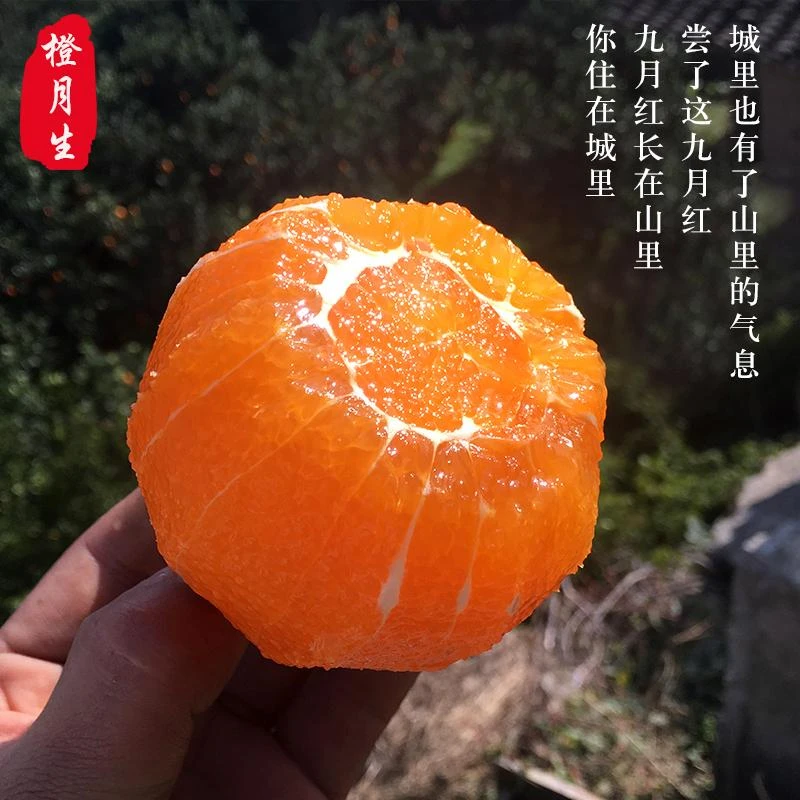 湖北秭归九月红果冻橙新鲜采摘细嫩化渣入口即化香甜多汁3/5斤9斤