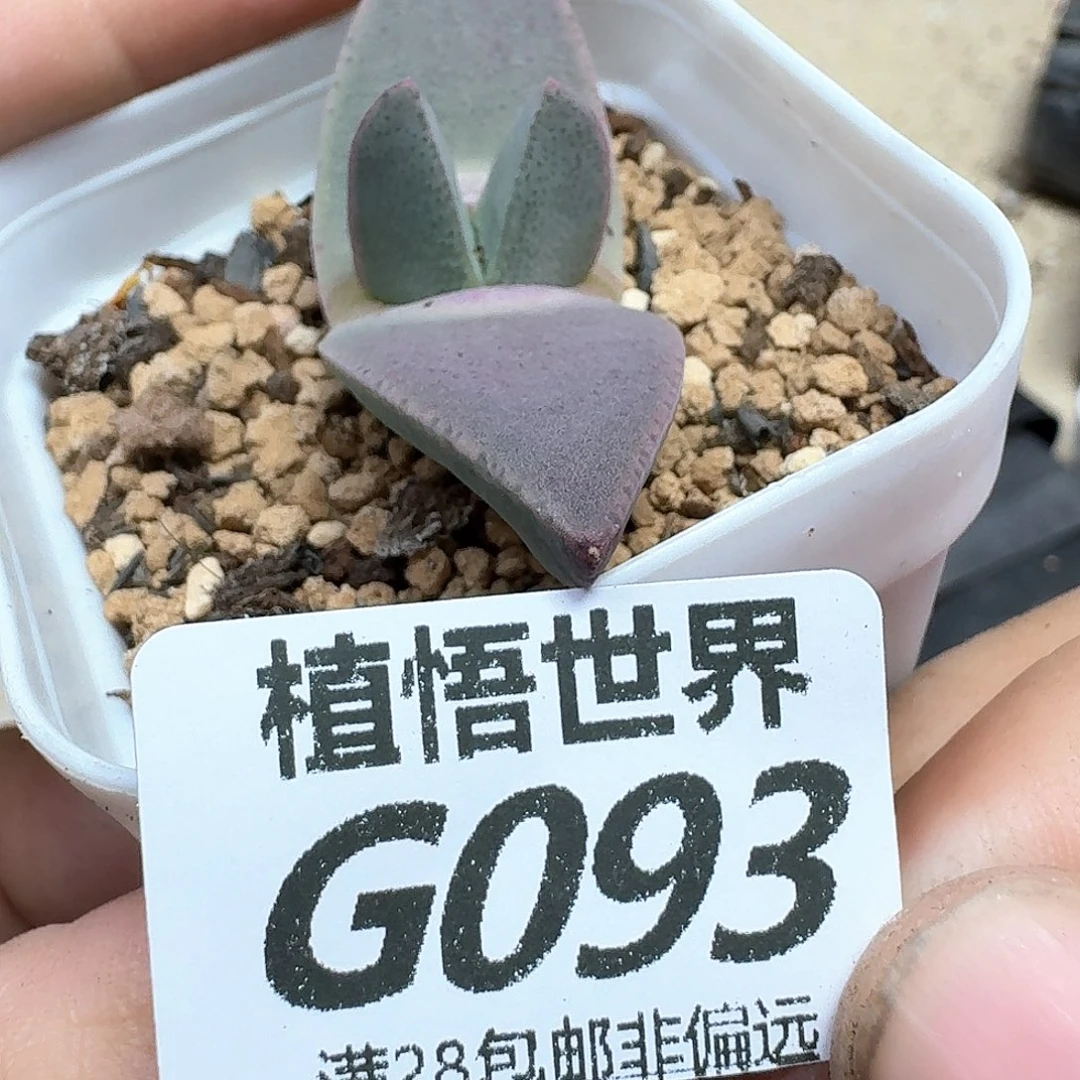 多肉植物的人生fgb