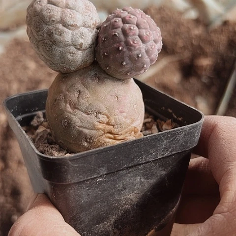 322处理自根仙人球