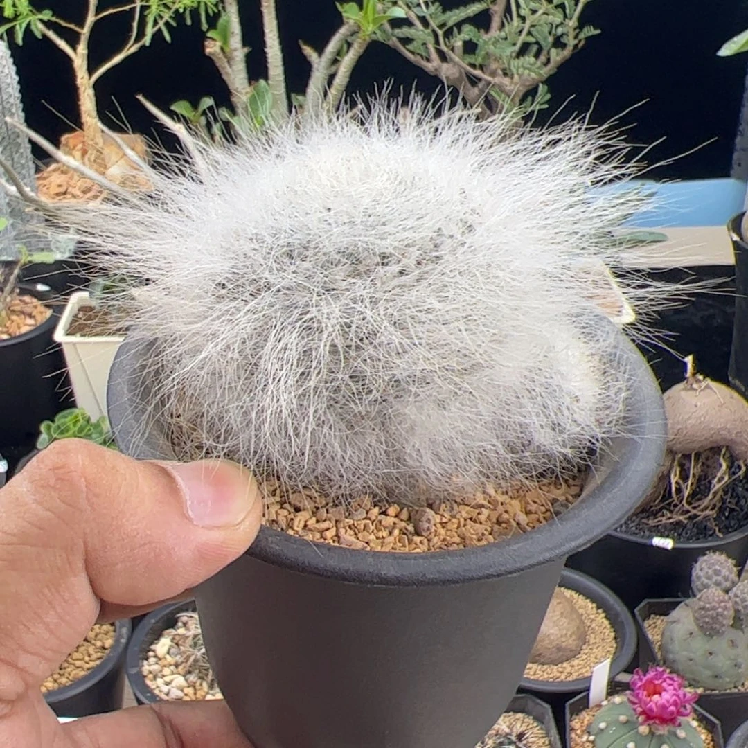 雪猿玉翁一物一拍脱土发