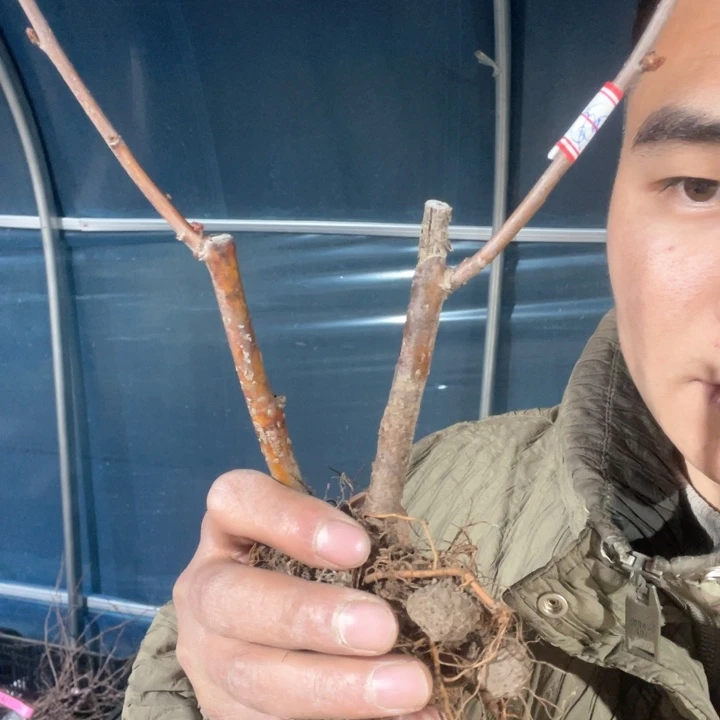 原生大樱华海棠花一颗