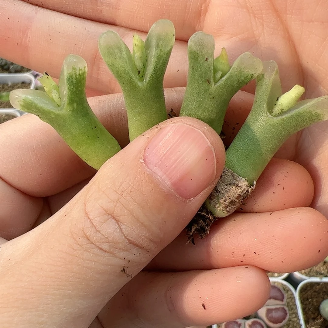 【闪购商品】263 冰风铃