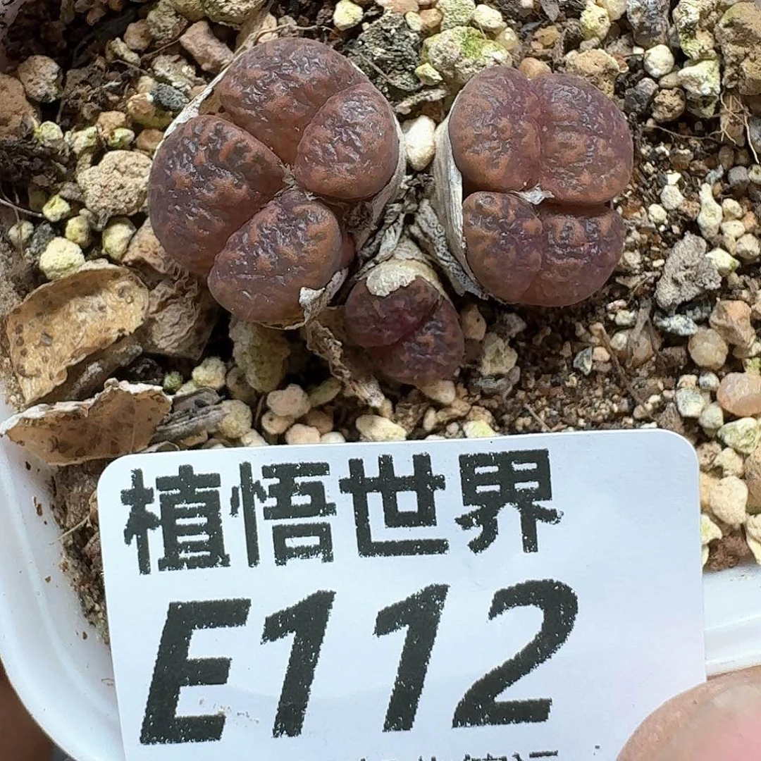 多肉植物的润泽额f